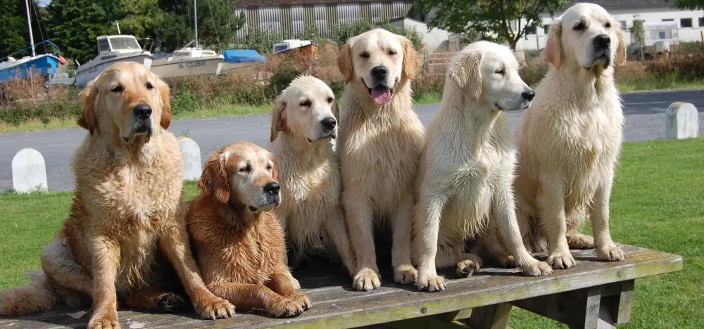 Élevage canin à Villiers-Fossard