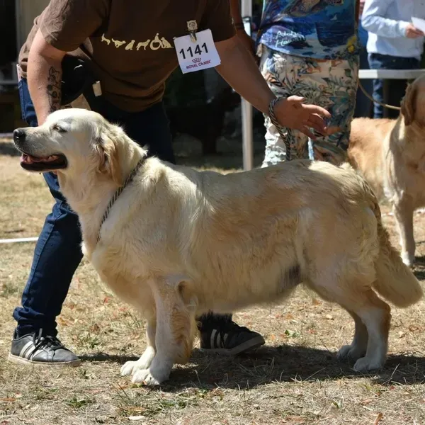 Golden retriever