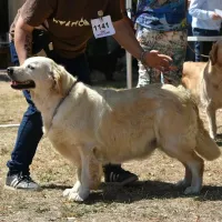 Golden retriever