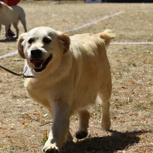 Golden retriever