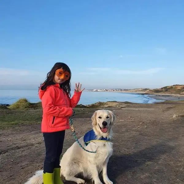 Golden retriever handichien