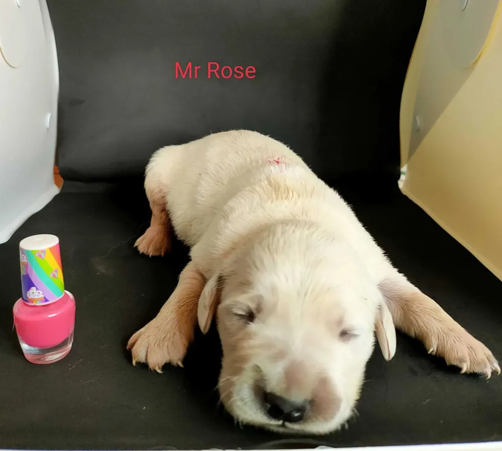 Chiot lof à Villiers-Fossard