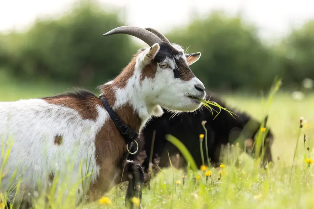 Chèvres naineswebp