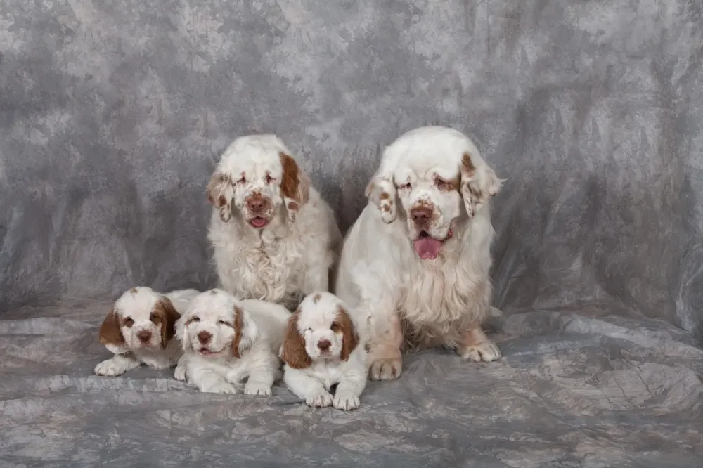 Élevage poules à Villiers-Fossard