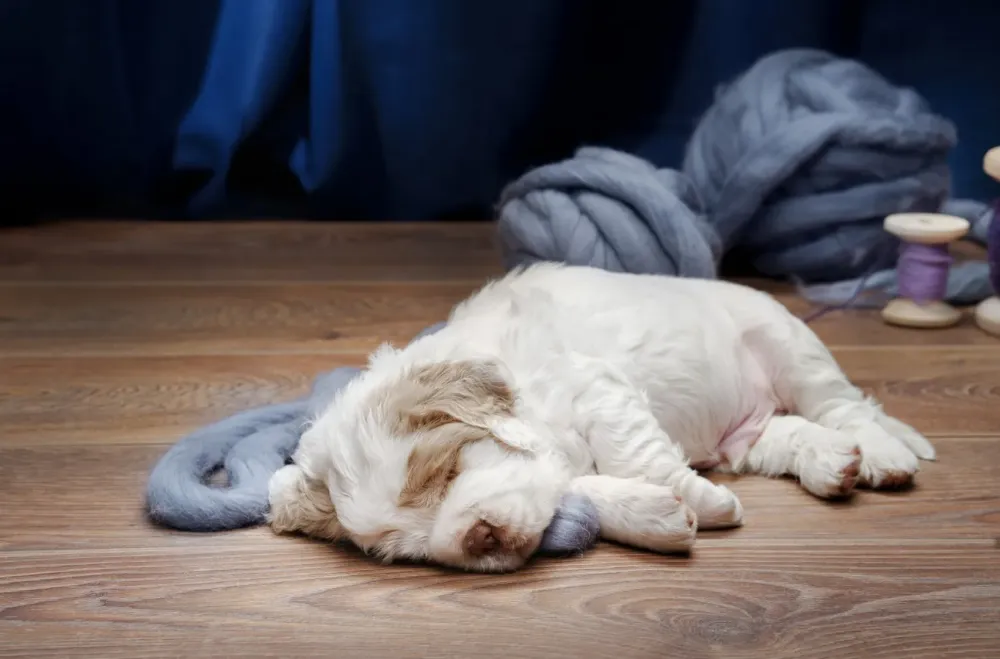 Élevage Irish Cob à Villiers-Fossard